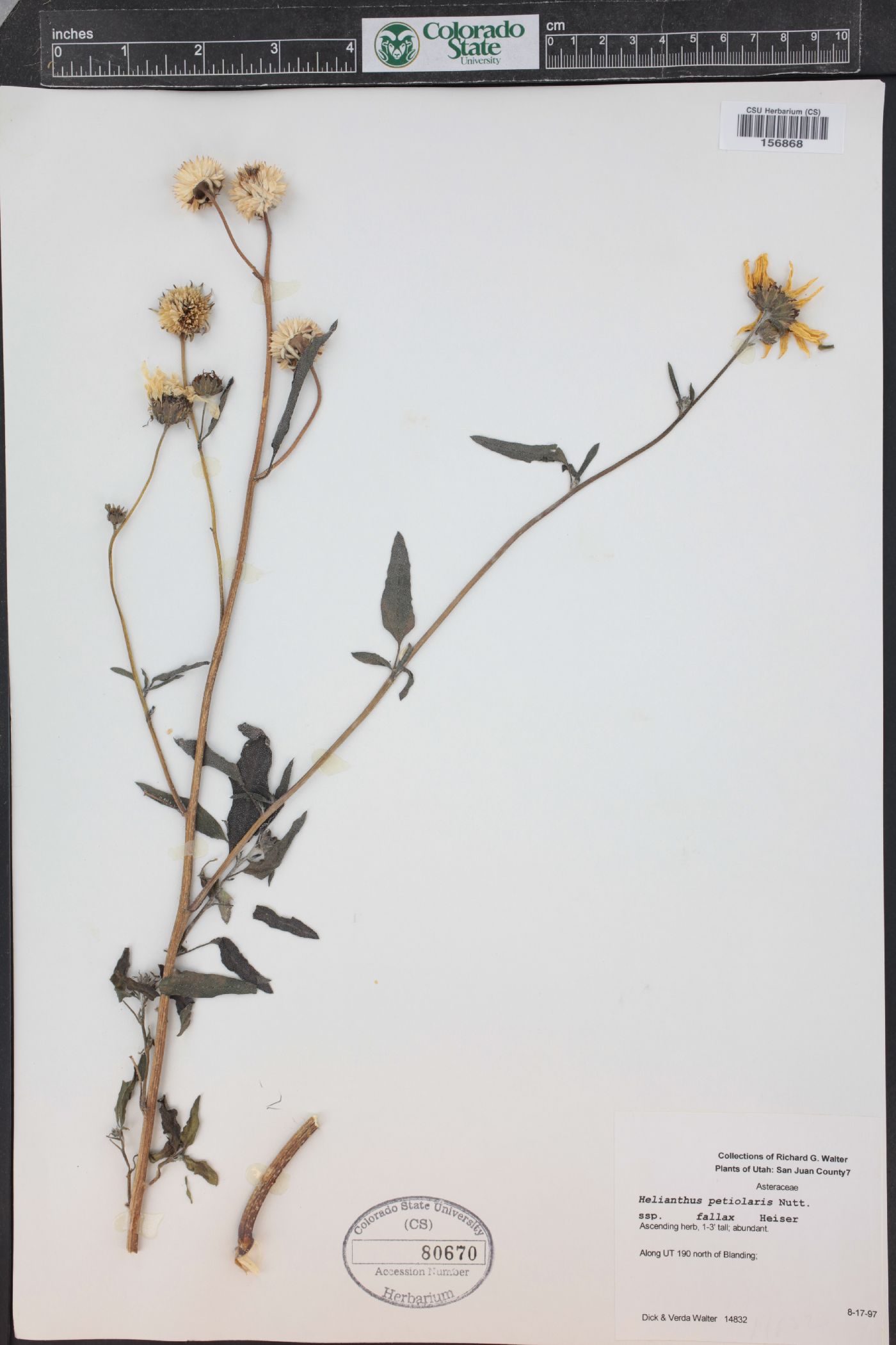 Helianthus petiolaris subsp. fallax image