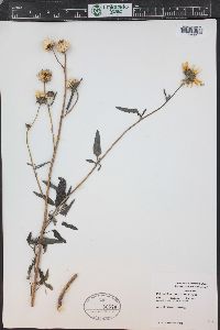 Helianthus petiolaris subsp. fallax image