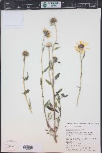 Helianthus petiolaris image