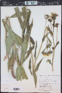 Helianthus nuttallii image