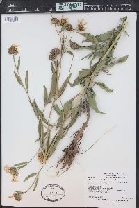 Helianthus nuttallii image