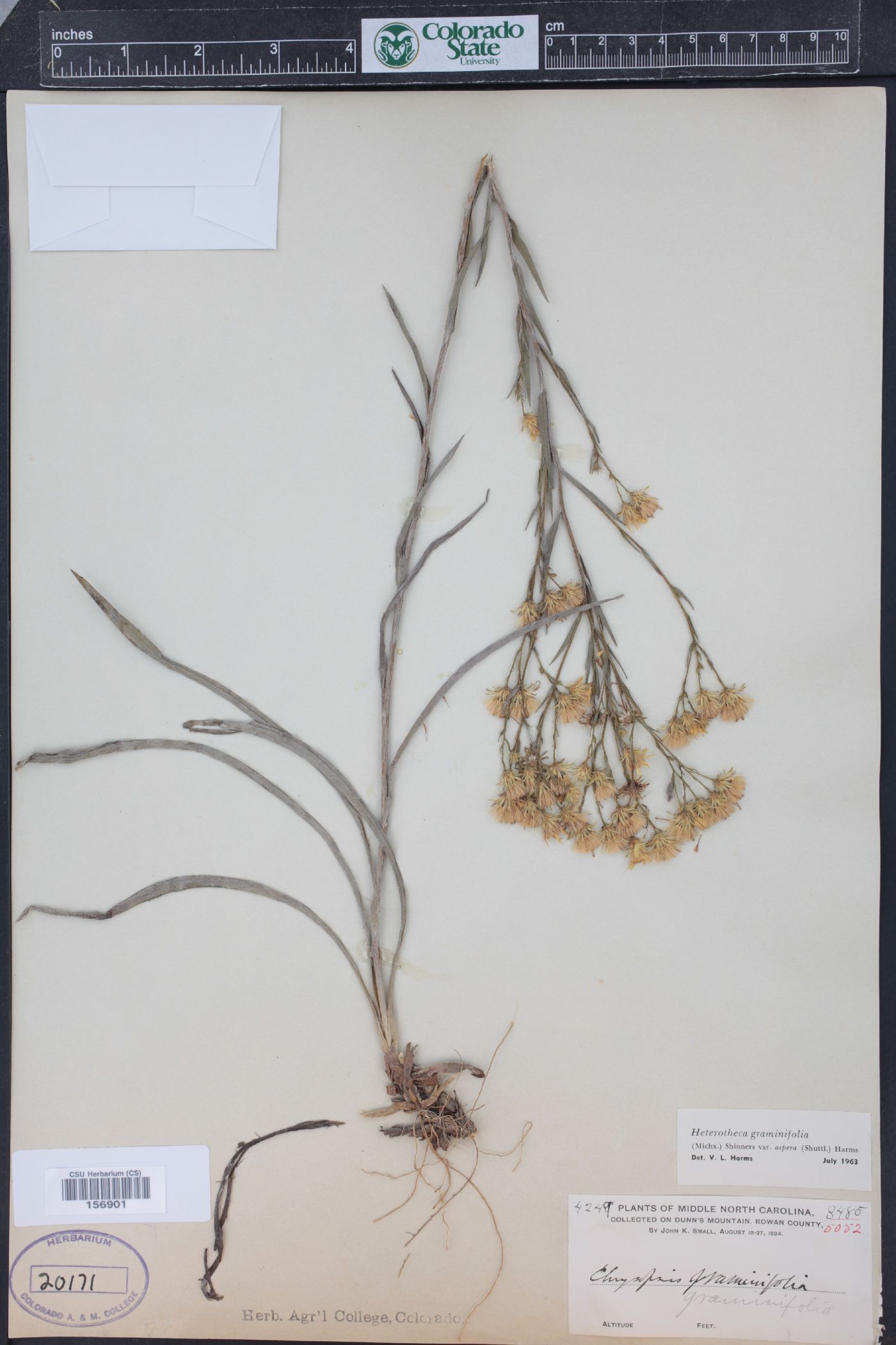 Pityopsis aspera var. aspera image
