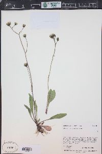 Hieracium triste image