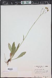 Hieracium albiflorum image