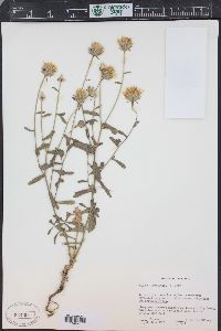 Hulsea brevifolia image