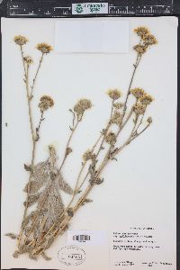 Hulsea vestita subsp. callicarpha image