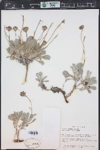 Hulsea vestita subsp. parryi image