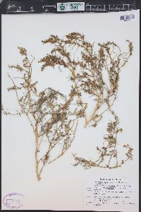 Ambrosia salsola image