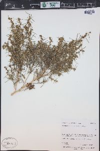 Ambrosia salsola image