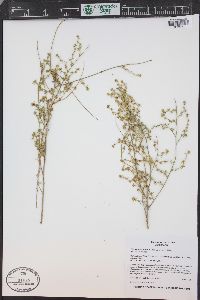 Ambrosia salsola image