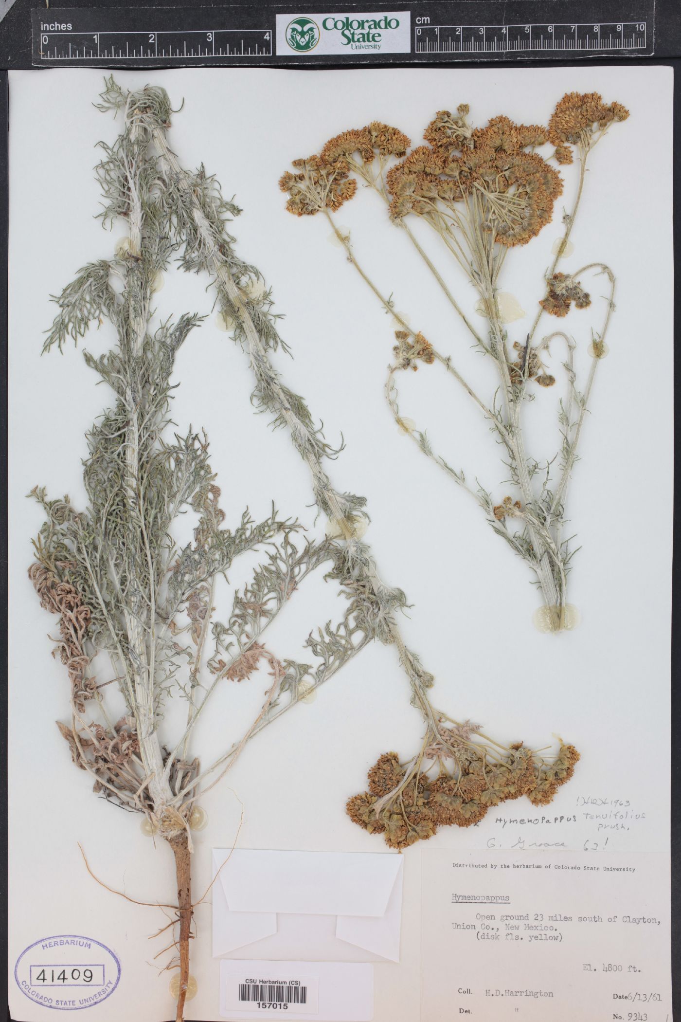 Hymenopappus tenuifolius image