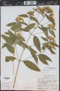 Lasianthaea ceanothifolia image