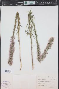 Liatris elegans image