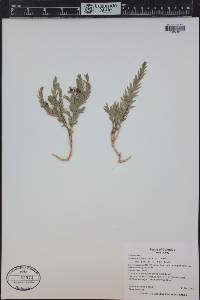 Comandra umbellata subsp. pallida image