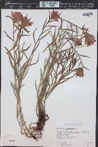 Castilleja rhexiifolia image