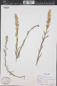 Castilleja sulphurea image