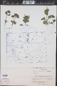 Erythranthe glabrata image