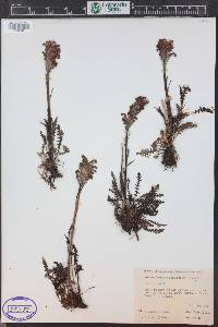 Pedicularis sudetica image