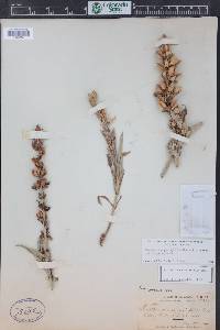 Penstemon angustifolius image