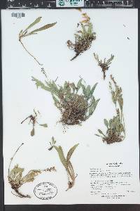 Penstemon virens image