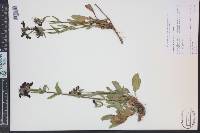 Penstemon whippleanus image