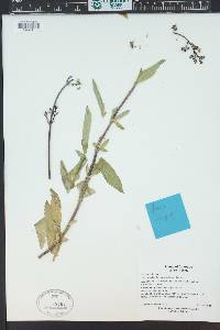 Scrophularia lanceolata image