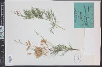 Tamarix chinensis image