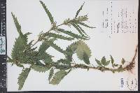 Urtica gracilis image