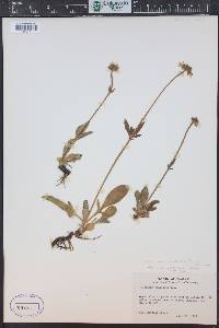 Valeriana acutiloba image