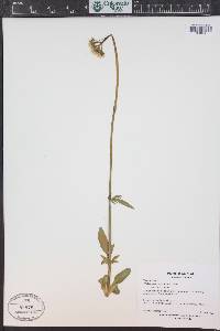 Valeriana acutiloba image