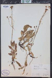 Valeriana acutiloba image