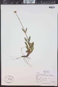 Valeriana acutiloba image
