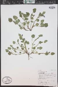 Viola adunca image