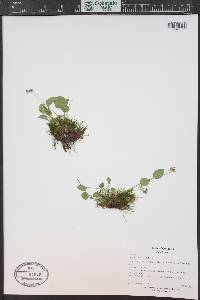 Viola adunca image