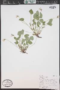 Viola adunca image