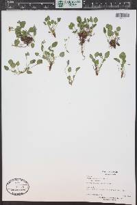 Viola adunca image