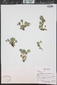 Viola adunca image