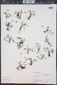 Viola adunca image