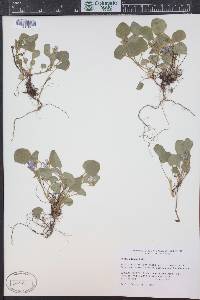 Viola adunca image