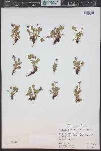 Viola adunca image