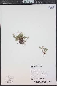 Viola adunca image