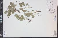Viola adunca image