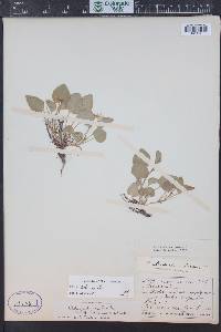 Viola adunca image