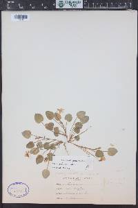 Viola adunca image