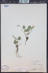 Viola adunca image