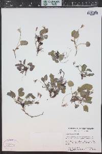 Viola adunca image