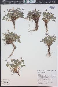 Viola adunca image