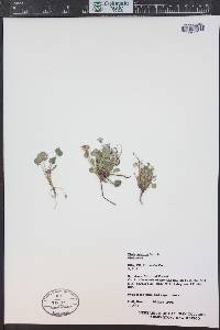 Viola adunca image