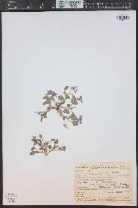 Viola adunca image