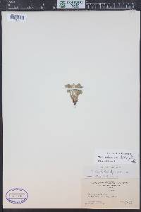 Viola adunca image